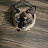 cat, siamese, pet, animal, indoor, floor, wooden_floor, laundry_basket, fur, whiskers, ears, eyes, curious, looking_up, domestic_cat, mammal, cute, feline, companion, young_cat