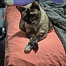 cat, siamese_cat, bed, blanket, pillow, indoor, pet, animal, feline, resting, fur, cute, cozy, domestic, mammal, orange_bedspread, crossed_paws, curtains, relaxed, lying_down