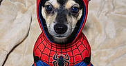 Luna Tuna is registered to the contest to win money with this photo: black, blanket, blue, chihuahua, costume, cute, dog, ears, eyes, face, funny, indoors, nose, pet, photography, portrait, red, sitting, spiderman, superhero_costume