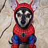 black, blanket, blue, chihuahua, costume, cute, dog, ears, eyes, face, funny, indoors, nose, pet, photography, portrait, red, sitting, spiderman, superhero_costume