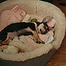 Luna Tuna is registered to the contest to win money with this photo: dog, sleeping, pet_bed, blanket, toy, cozy, indoor, floor, small_dog, resting, fur, animal, cute, domestic, relaxing, comfort, home, sleep, paw, ears