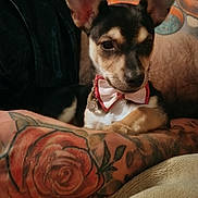 Luna Tuna is registered to the contest to win money with this photo: dog, small_dog, bow_tie, tattoo, rose_tattoo, arm, pet, indoors, cute, relaxed, animal, fur, ears, portrait, companion, resting, close_up, colorful, human_arm, domestic_animal