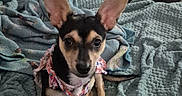 Luna Tuna joined the competition — help win amazing prizes! dog, puppy, small_dog, ears, blanket, fabric, indoor, home, cute, pet, animal, textile, sitting, looking, attentive, colored_fabric, patterned_clothing, cozy, living_room, casual