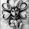 animal, black_and_white, close_up, collar, cute, dog, fluffy_blanket, funny, fur, indoors, large_ears, lying_down, paws, pet, photography, portrait, puppy, relaxed, symmetrical, wide_eyes