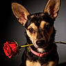 black_and_tan, close_up, collar, cute, dark_background, dog, dramatic_lighting, flower, large_ears, pet, pink_collar, portrait, puppy, red_rose, romantic, rose, sitting, spotlight, studio, watermark