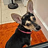 Luna Tuna is registered to the contest to win money with this photo: dog, small_dog, pet, ears, pink_collar, orange_rug, tile_floor, indoor, looking_back, curious, black_and_tan, household, wall, lamp_stand, floor, animal, companion, cute, domestic, fur