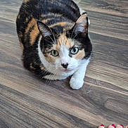 Scar is registered to the contest to win money with this photo: cat, calico_cat, pet, animal, feline, green_eyes, whiskers, ears, white_fur, orange_fur, black_fur, sitting, indoors, wood_floor, food_bowl, human_hand, manicure, tattoo, closeup, portrait