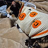Scar is registered to the contest to win money with this photo: cat, calico_cat, pet, animal, halloween, sweater, pumpkin, jack_o_lantern, costume, cozy, blanket, bed, indoors, phone, tattooed_person, relaxing, sleepy, whiskers, striped_fur, portrait