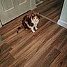 Scar is registered to the contest to win money with this photo: cat, calico_cat, pet, animal, sitting, indoor, hardwood_floor, hallway, home, door, white_door, wood_grain, flooring, tabby, black_fur, orange_fur, white_fur, upright_ears, tail, portrait