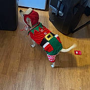 Mia joined the competition — help win amazing prizes! dog, costume, christmas, elf, holiday, pet, indoor, wooden_floor, trash_can, appliance, tail, curious, small_dog, decorative, red, green, white, festive, animal, household