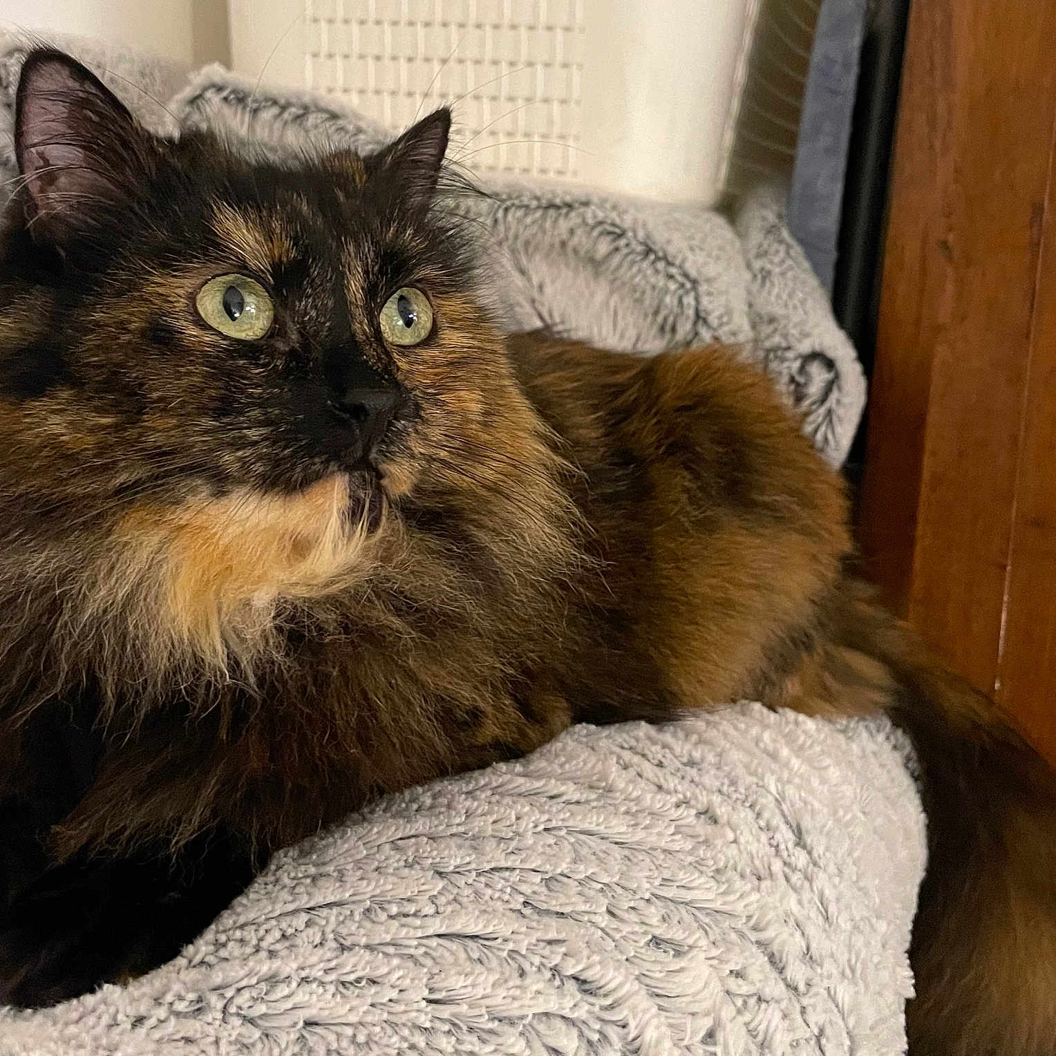 Bella a rejoint le concours — aidez-le/la à gagner de superbes lots ! alert, animal, blanket, cat, cozy, cute, feline, fluffy, fur, green_eyes, home, indoor, pet, portrait, relaxed, resting, texture, tortoiseshell, whiskers, wood