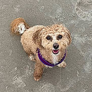 Pumpkin joined the competition — help win amazing prizes! beach, brown_eyes, companion, curly_fur, cute, dog, footprints, looking_up, outdoor, pawprints, pet, poodle_mix, portrait, purple_harness, sand, sitting, small_dog, smiling, tongue_out, wet_fur