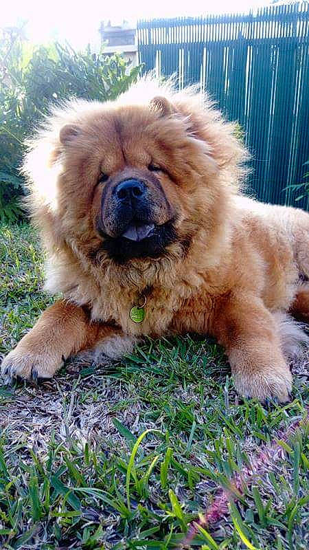 Mitsumi a rejoint le concours — aidez-le/la à gagner de superbes lots ! ancient_dog_breeds, canidae, carnivore, caucasian_shepherd_dog, chow_chow, companion_dog, dog, dog_breed, fawn, mammal, non_sporting_group, puppy, sporting_group, vertebrate