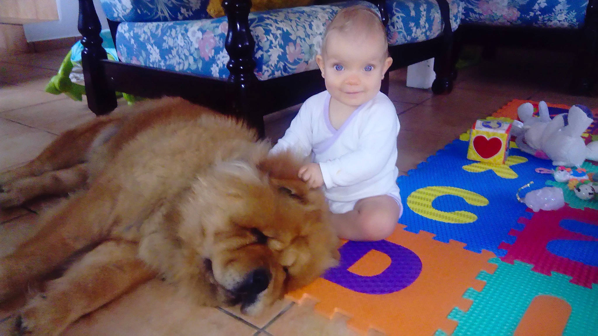 Mitsumi a rejoint le concours — aidez-le/la à gagner de superbes lots ! canidae, carnivore, child, chow_chow, companion_dog, dog, dog_breed, fawn, golden_retriever, mammal, retriever, sporting_group, vertebrate