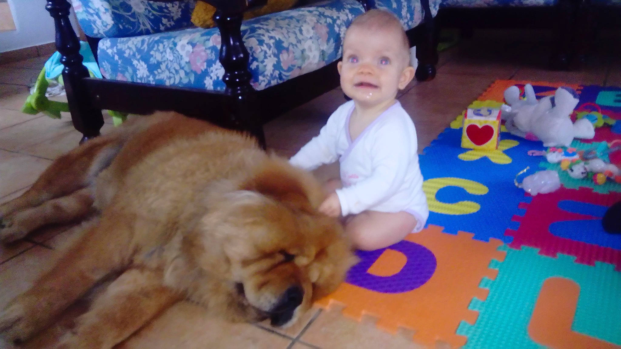 Mitsumi a rejoint le concours — aidez-le/la à gagner de superbes lots ! canidae, carnivore, chow_chow, companion_dog, dog, dog_breed, fawn, golden_retriever, mammal, puppy_love, sporting_group