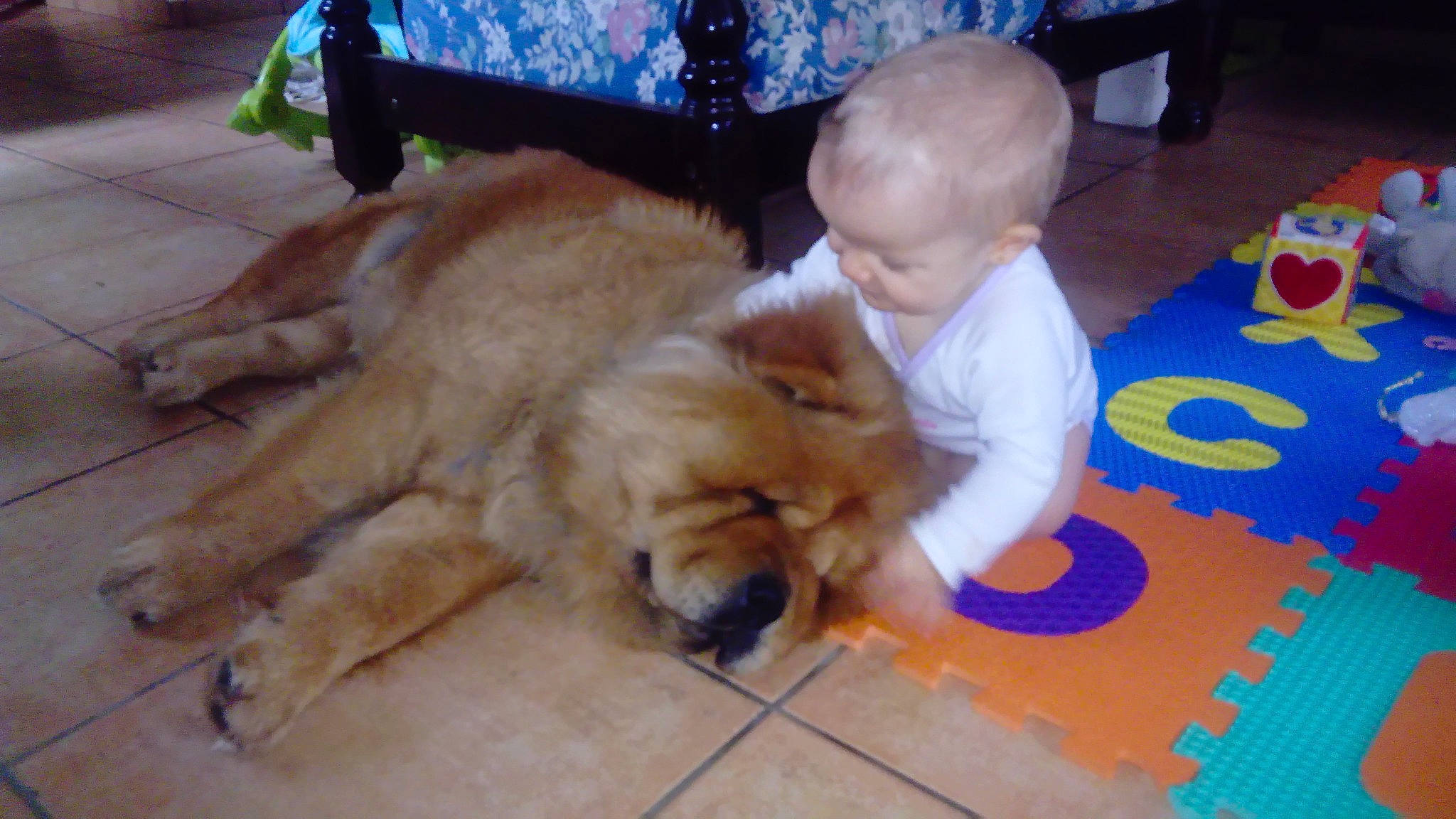 Mitsumi a rejoint le concours — aidez-le/la à gagner de superbes lots ! canidae, carnivore, chow_chow, companion_dog, dog, dog_breed, fawn, golden_retriever, mammal, paw, retriever, sporting_group