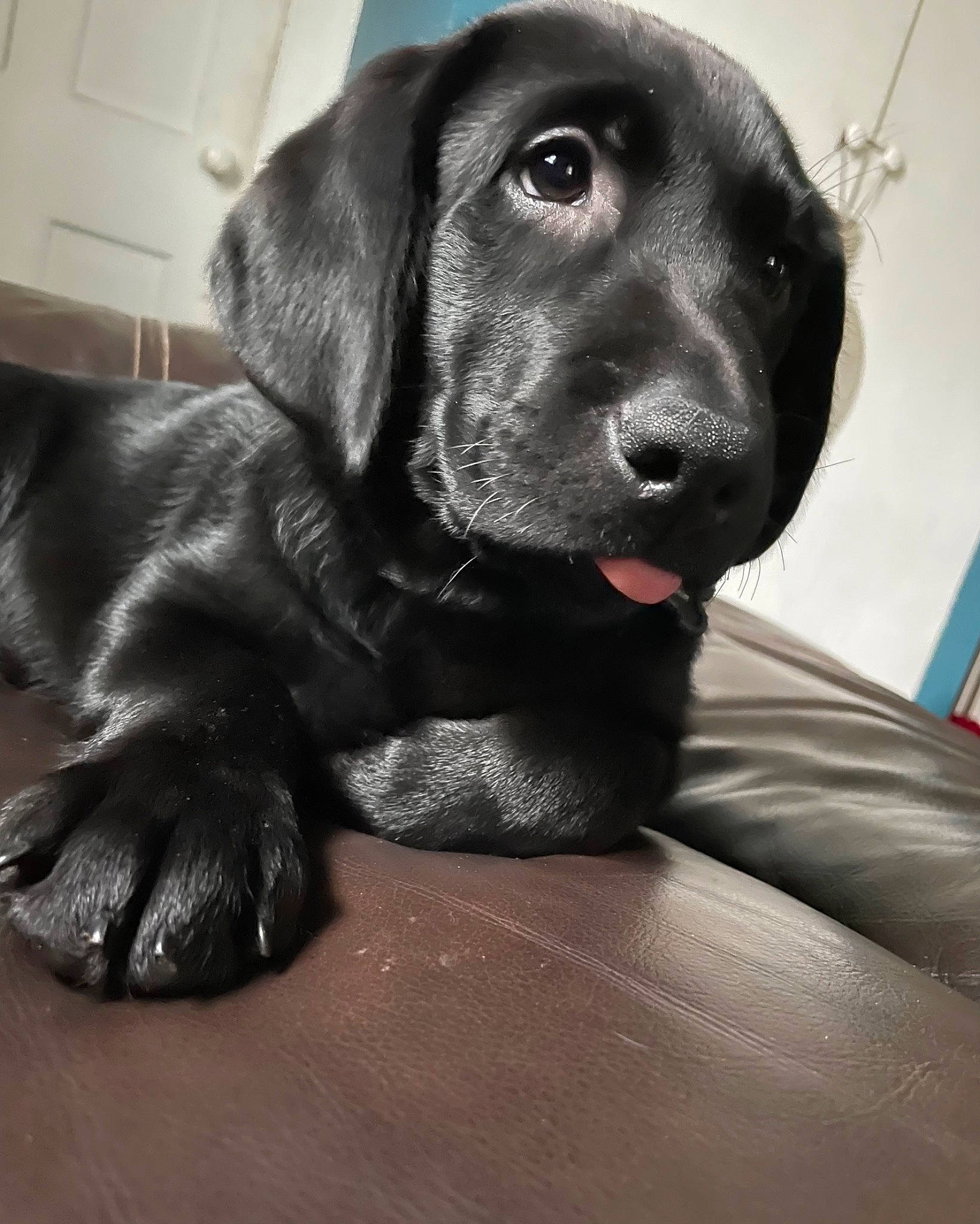 Tobii joined the competition — help win amazing prizes! borador, canidae, carnivore, companion_dog, dog, dog_breed, dog_collar, eye, fur, gun_dog, hunting_dog, labrador_retriever, liver, puppy, retriever, sporting_group, terrestrial_animal, whiskers, working_animal