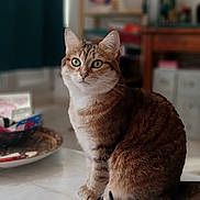 Clovis participe au concours pour gagner de l'argent avec cette photo : cat, tabby_cat, green_eyes, sitting, table, tea_cup, tea_infuser, tray, vintage_illustration, shelf, books, wooden_desk, blurred_background, indoor, home, marble_surface, curious, pet, cozy, decor