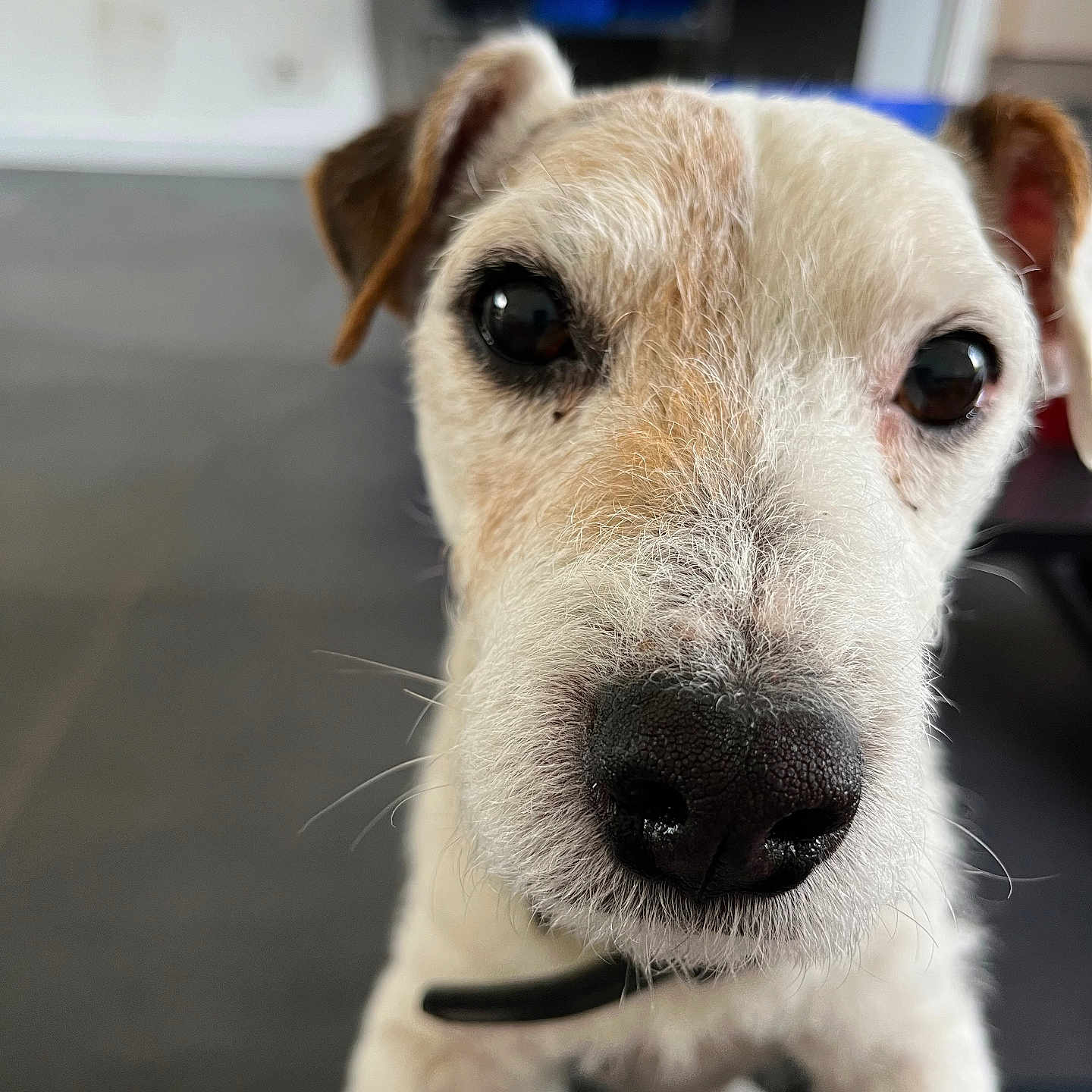 Oscar a rejoint le concours — aidez-le/la à gagner de superbes lots ! accessories, animal, beagle, canine, computerhardware, dog, electronics, hardware, hound, labradorretriever, monitor, pet, pointer, puppy, screen, snout, strap, terrier, tv, whitedog