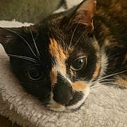 Lucy is registered to the contest to win money with this photo: cat, calico_cat, pet, feline, close_up, sleepy, relaxed, whiskers, green_eyes, fur, black_fur, orange_fur, white_fur, animal, indoor, blanket, couch, portrait, lock_screen, smartphone