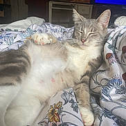 Miss Waffles joined the competition — help win amazing prizes! cat, indoor, bed, blanket, fluffy, relaxed, sleepy, animal, pet, feline, comfort, lying_down, resting, soft, cute, whiskers, ears, paw, domestic, cozy