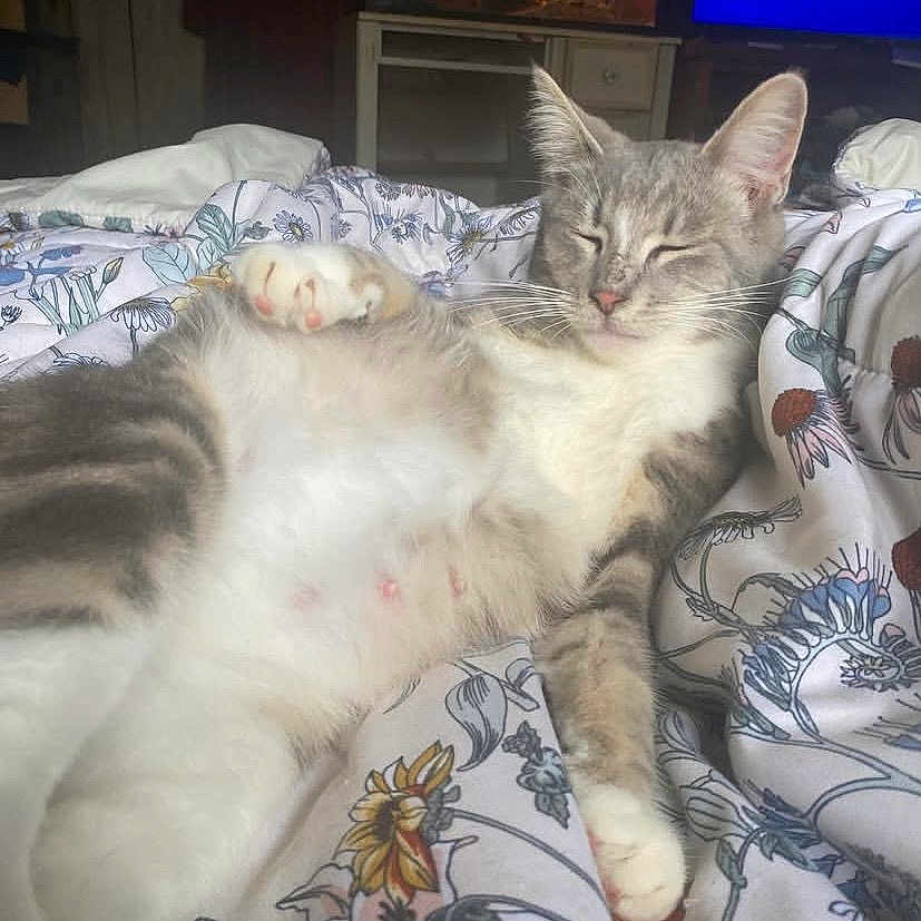Miss Waffles joined the competition — help win amazing prizes! cat, indoor, bed, blanket, fluffy, relaxed, sleepy, animal, pet, feline, comfort, lying_down, resting, soft, cute, whiskers, ears, paw, domestic, cozy