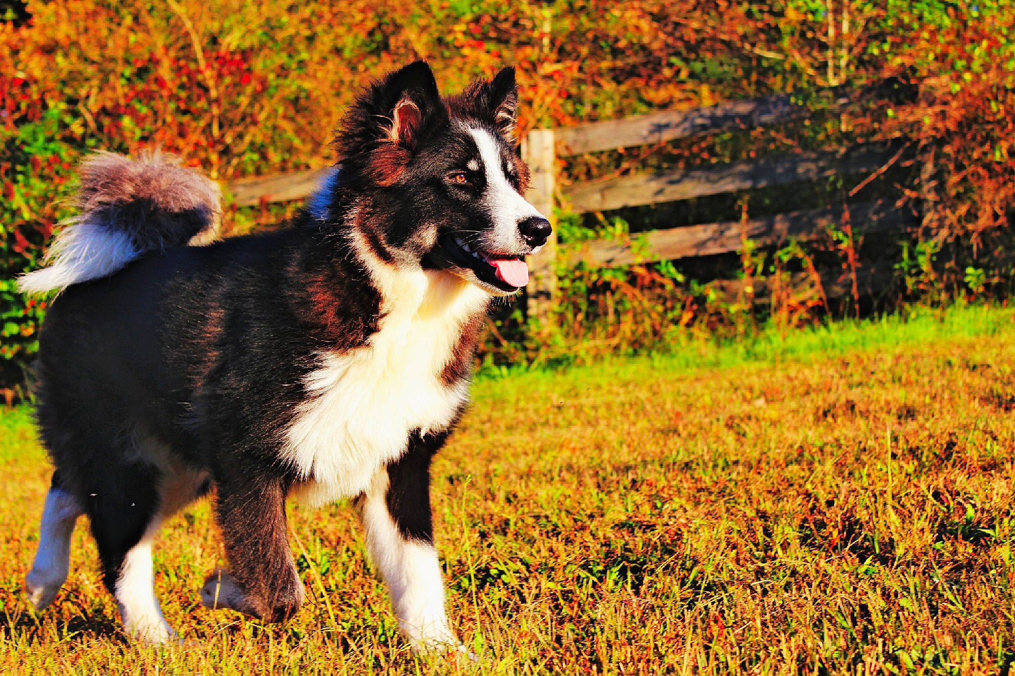 Neiko is registered to the contest to win money with this photo: autumn, border_collie, canidae, carnivore, dog, dog_breed, east_siberian_laika, grass, herding_dog, karelian_bear_dog, laika, lapponian_herder, mammal, plant, rare_breed_dog, russo_european_laika, sporting_group, tree, vertebrate, working_dog