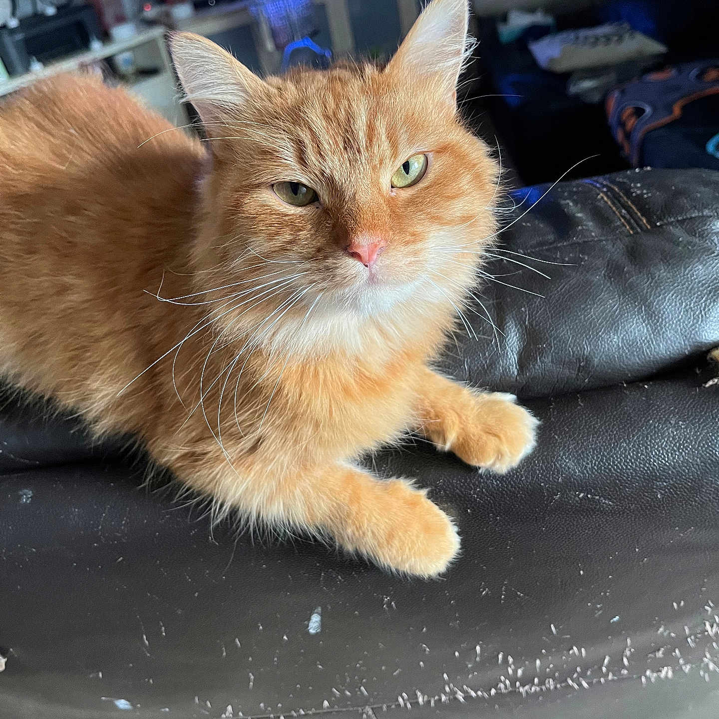 Garfield