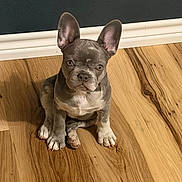 Lily joined the competition — help win amazing prizes! puppy, dog, french_bulldog, pet, animal, indoor, floor, wood_floor, ears, sitting, cute, young, small, brown, white, snout, eyes, nose, wall, power_outlet