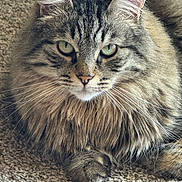 Teddy is registered to the contest to win money with this photo: cat, tabby, long_hair, green_eyes, whiskers, paw, feline, pet, animal, carpet, close_up, portrait, indoor, fur, cute, domestic_cat, relaxed, resting, mammal, looking