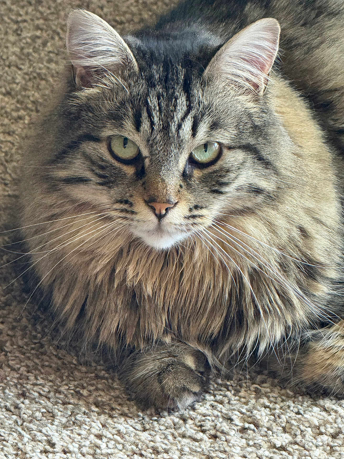 Teddy is registered to the contest to win money with this photo: cat, tabby, long_hair, green_eyes, whiskers, paw, feline, pet, animal, carpet, close_up, portrait, indoor, fur, cute, domestic_cat, relaxed, resting, mammal, looking