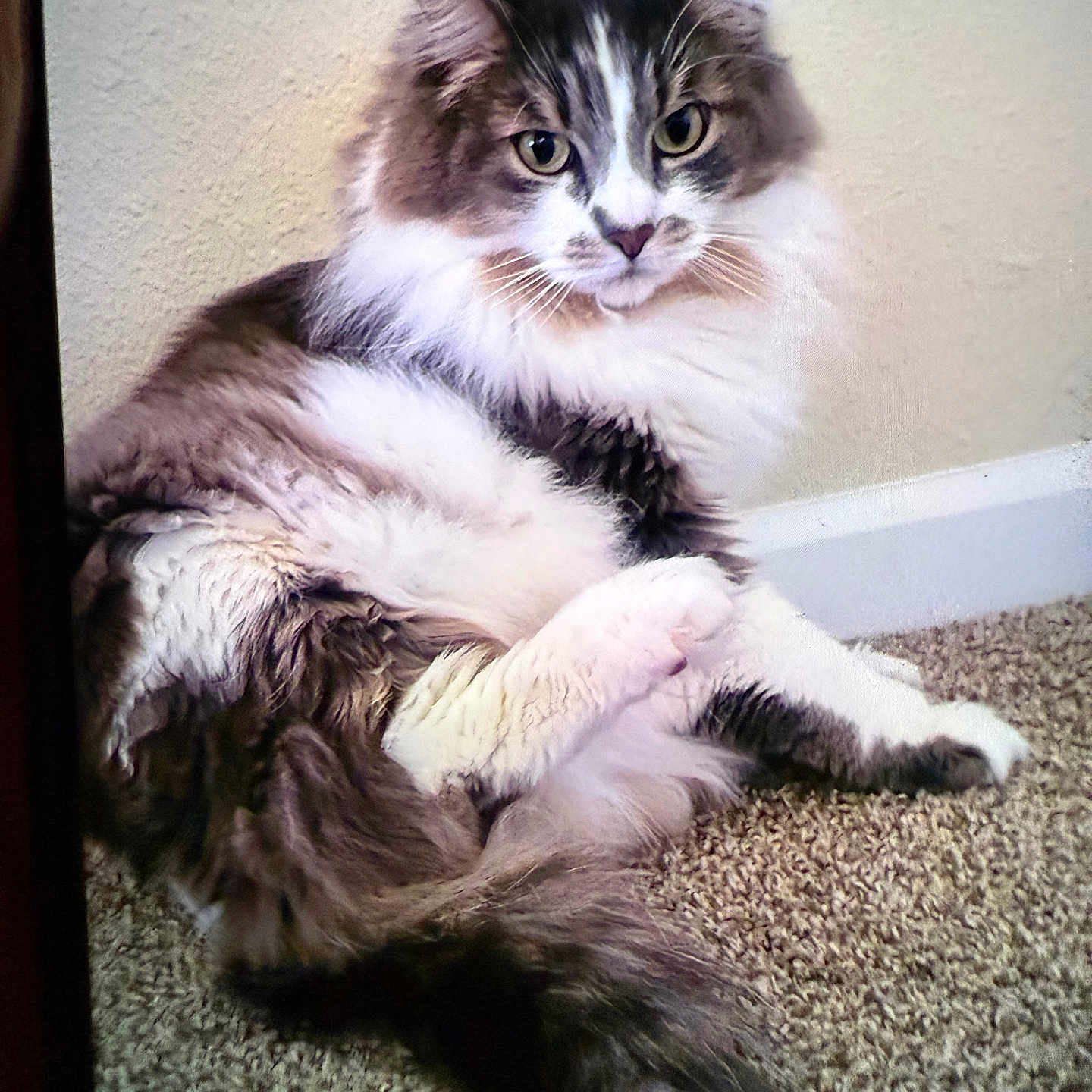 Loui is registered to the contest to win money with this photo: animal, carpet, cat, close_up, curious, domestic_animal, feline, fluffy, furry, indoor, long_hair, looking_at_camera, mammal, pet, portrait, relaxed, resting, sitting, tail, whiskers