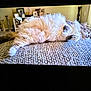 cat, sleeping, fluffy, rug, living_room, decor, photoframes, candlesticks, cozy, furniture, relaxed, home, animal, indoor, pet, whiskers, tail, fur, resting, peaceful