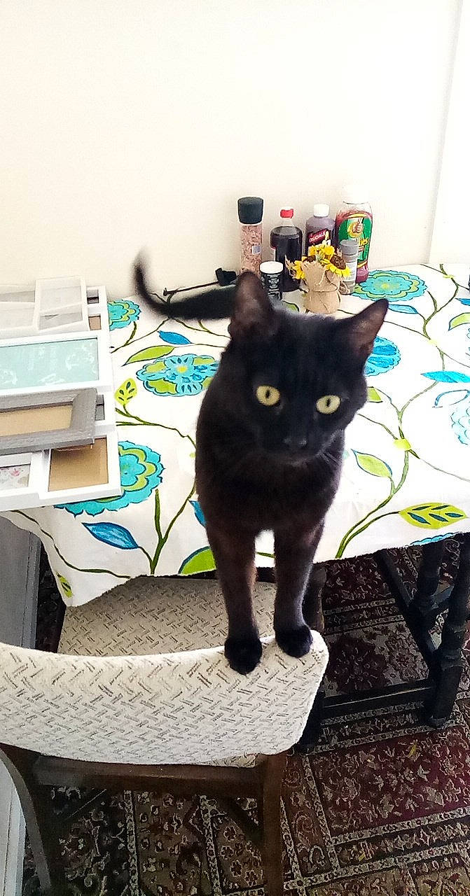 Sushi is registered to the contest to win money with this photo: black_cat, bombay, carnivore, cat, comfort, domestic_short_haired_cat, felidae, flooring, fur, grey, mammal, plant, room, sitting, small_to_medium_sized_cats, stairs, tail, tree, whiskers