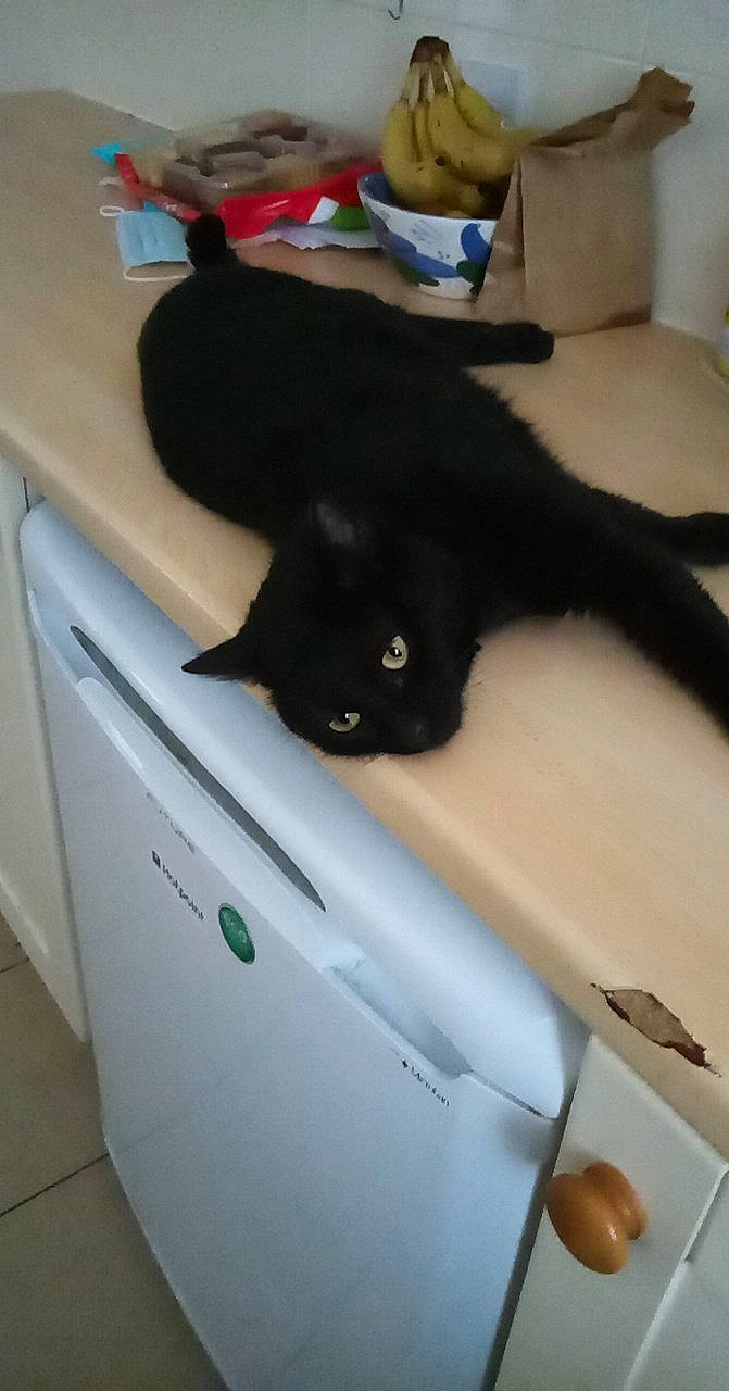 Sushi joined the competition — help win amazing prizes! black_cat, bombay, carnivore, cat, comfort, cutlery, domestic_short_haired_cat, felidae, floor, flooring, fur, hardwood, kitchen_utensil, linens, paper_product, room, small_to_medium_sized_cats, tableware, tail, whiskers