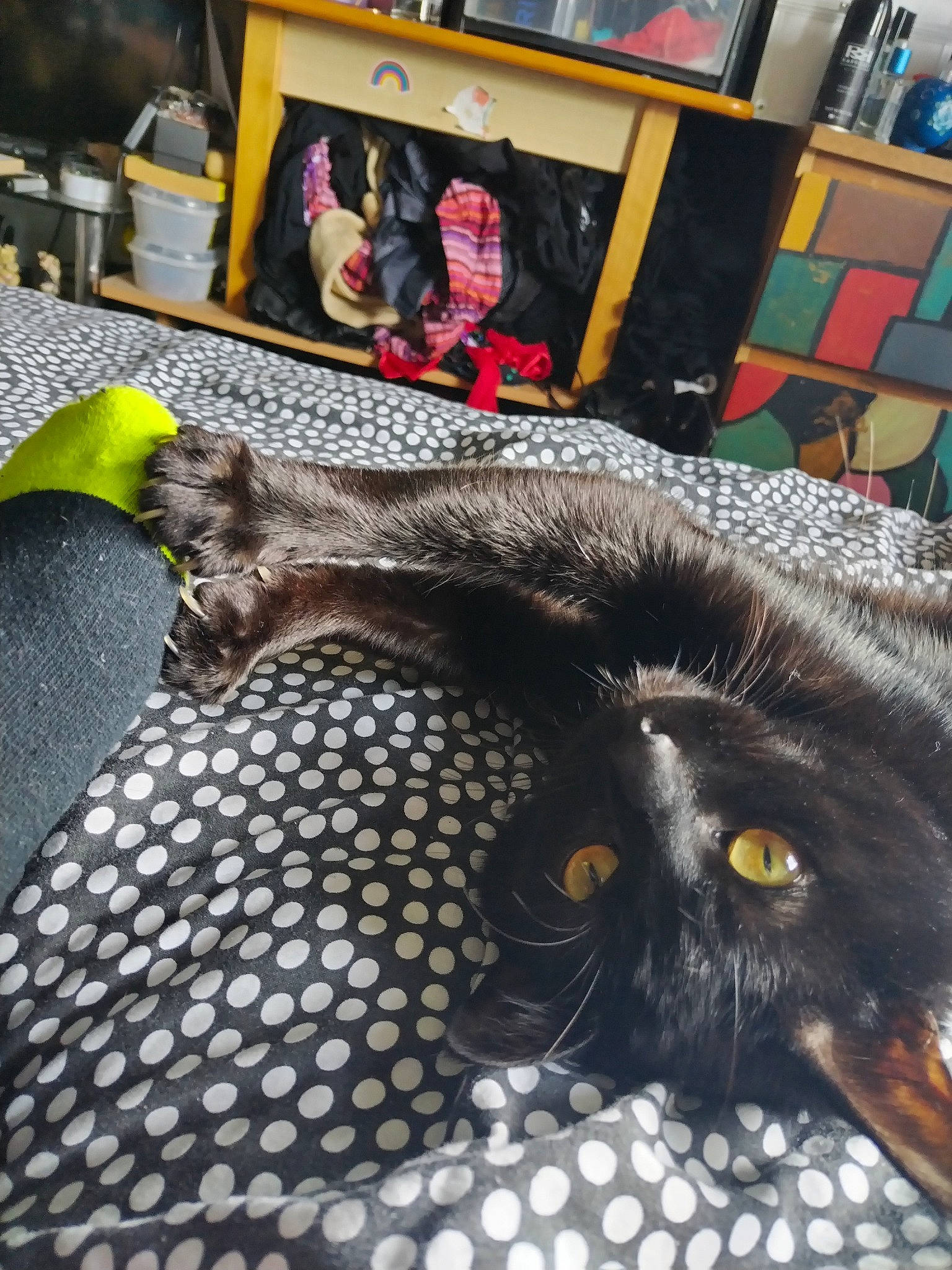 Sushi joined the competition — help win amazing prizes! art, audio_equipment, black_cat, carnivore, cat, claw, comfort, domestic_short_haired_cat, felidae, flooring, fur, grey, pattern, small_to_medium_sized_cats, snout, tail, terrestrial_animal, whiskers, wildlife, wood