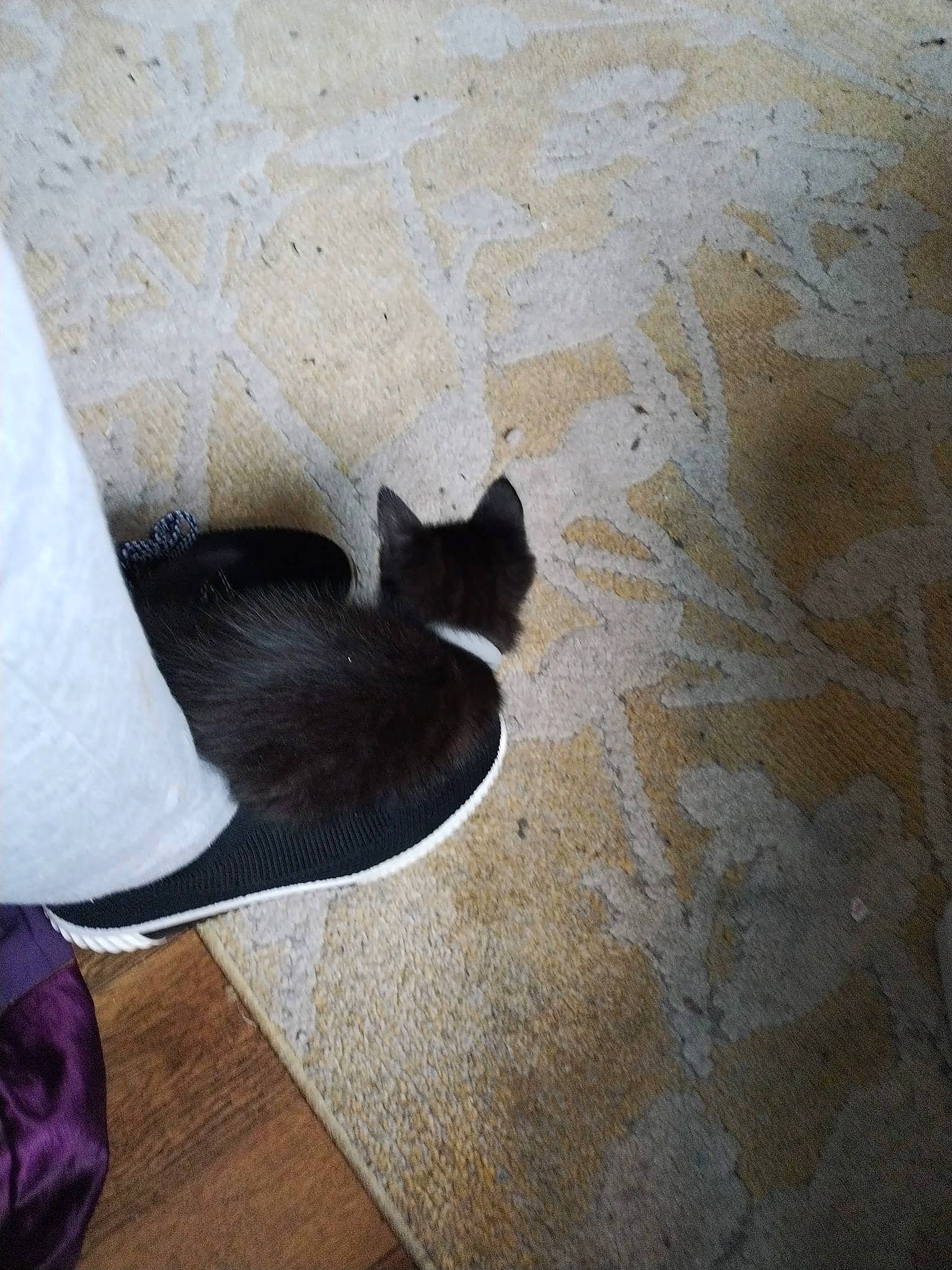 Sushi is registered to the contest to win money with this photo: black_cat, carnivore, cat, comfort, companion_dog, dog_breed, felidae, floor, flooring, foot, grey, hardwood, human_leg, linens, road_surface, small_to_medium_sized_cats, tail, tints_and_shades, whiskers, wood