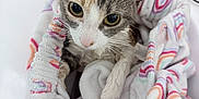 Lilo joined the competition — help win amazing prizes! cat, wet, towel, rainbow_pattern, animal, pet, indoor, bathroom, closeup, fur, face, eyes, ears, cute, small, looking_up, domestic, cozy, white, colorful