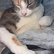 Lilo joined the competition — help win amazing prizes! cat, sleeping, paw, claws, fur, gray, white, brown, blanket, soft, cozy, pet, animal, relaxed, cute, whiskers, closeup, napping, indoor, resting