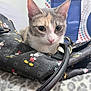 cat, mickey_mouse, bag, black, animal, pet, cute, feline, ears, whiskers, blanket, leopard_print, closeup, indoor, resting, pattern, fabric, colorful, soft, cozy