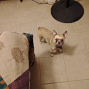 Buddy is registered to the contest to win money with this photo: dog, chihuahua, small_dog, indoor, tile_floor, bed, quilt, lamp, furniture, curious, pet, animal, looking_up, light_brown, ears_up, collar, flooring, shadow, cozy, quiet