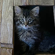 Waylon Jennings joined the competition — help win amazing prizes! kitten, cat, fluffy, wooden_nook, curious_eyes, whiskers, indoor, feline, pet, young_cat, fur, animal, cute, small, tabby, portrait, looking, sitting, shadow, cozy