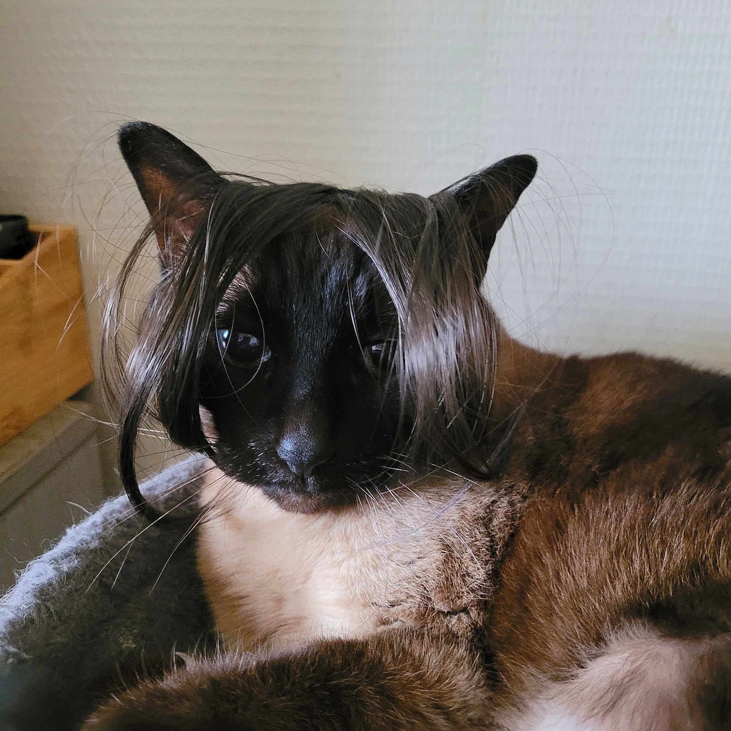Lola a rejoint le concours — aidez-le/la à gagner de superbes lots ! abyssinian, animal, blackcat, cat, couch, furniture, hardwood, kitten, manx, pet, siamese, wood