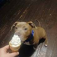Zero joined the competition — help win amazing prizes! animal, blue_collar, brown_dog, carpet, cone, curious, cute, dog, floor, hand, home, ice_cream, indoor, person, pet, puppy, sniffing, waiting, white_paws, wooden_floor
