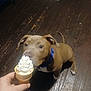 animal, blue_collar, brown_dog, carpet, cone, curious, cute, dog, floor, hand, home, ice_cream, indoor, person, pet, puppy, sniffing, waiting, white_paws, wooden_floor