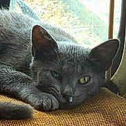 Marquitos is registered to the contest to win money with this photo: animal, burlap_texture, cat, close_up, cozy, cushion, ear, feline, fur, golden_eye, gray_cat, indoor, muzzle, nose, paw, portrait, resting, sleepy, whiskers, window