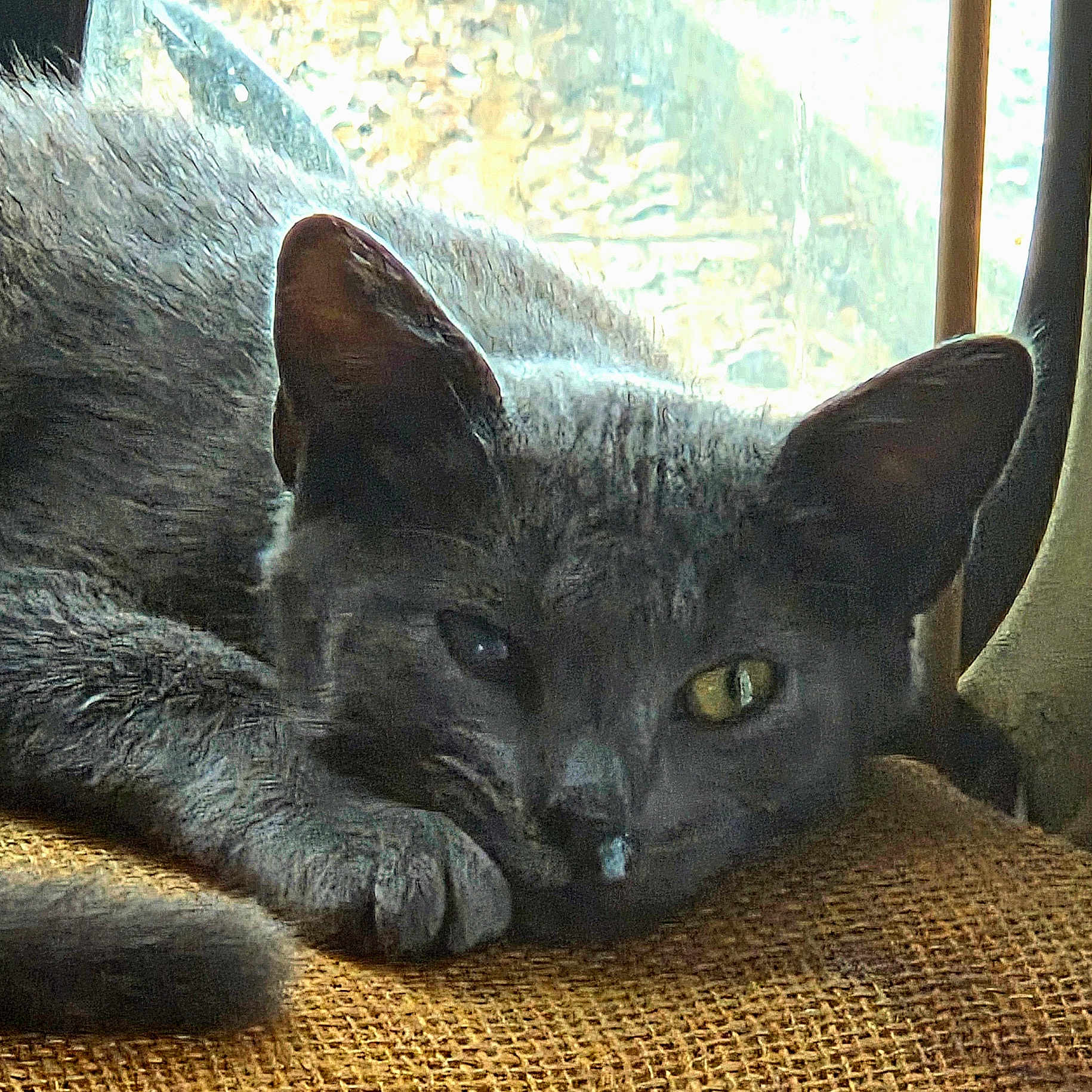 Marquitos is registered to the contest to win money with this photo: animal, burlap_texture, cat, close_up, cozy, cushion, ear, feline, fur, golden_eye, gray_cat, indoor, muzzle, nose, paw, portrait, resting, sleepy, whiskers, window