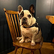 Isséo participe au concours pour gagner de l'argent avec cette photo : animal, black_and_white, brown, chair, cute, dog, domestic_animal, ears, expression, eyes, floor, french_bulldog, fur, furniture, indoor, leash, pet, portrait, sitting, wooden_chair