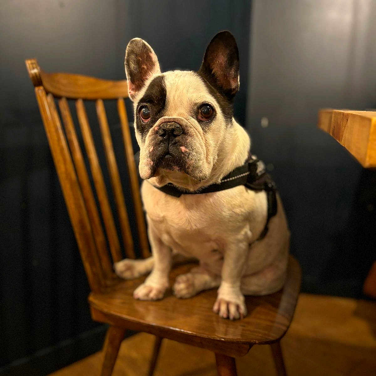 Isséo participe au concours pour gagner de l'argent avec cette photo : animal, black_and_white, brown, chair, cute, dog, domestic_animal, ears, expression, eyes, floor, french_bulldog, fur, furniture, indoor, leash, pet, portrait, sitting, wooden_chair