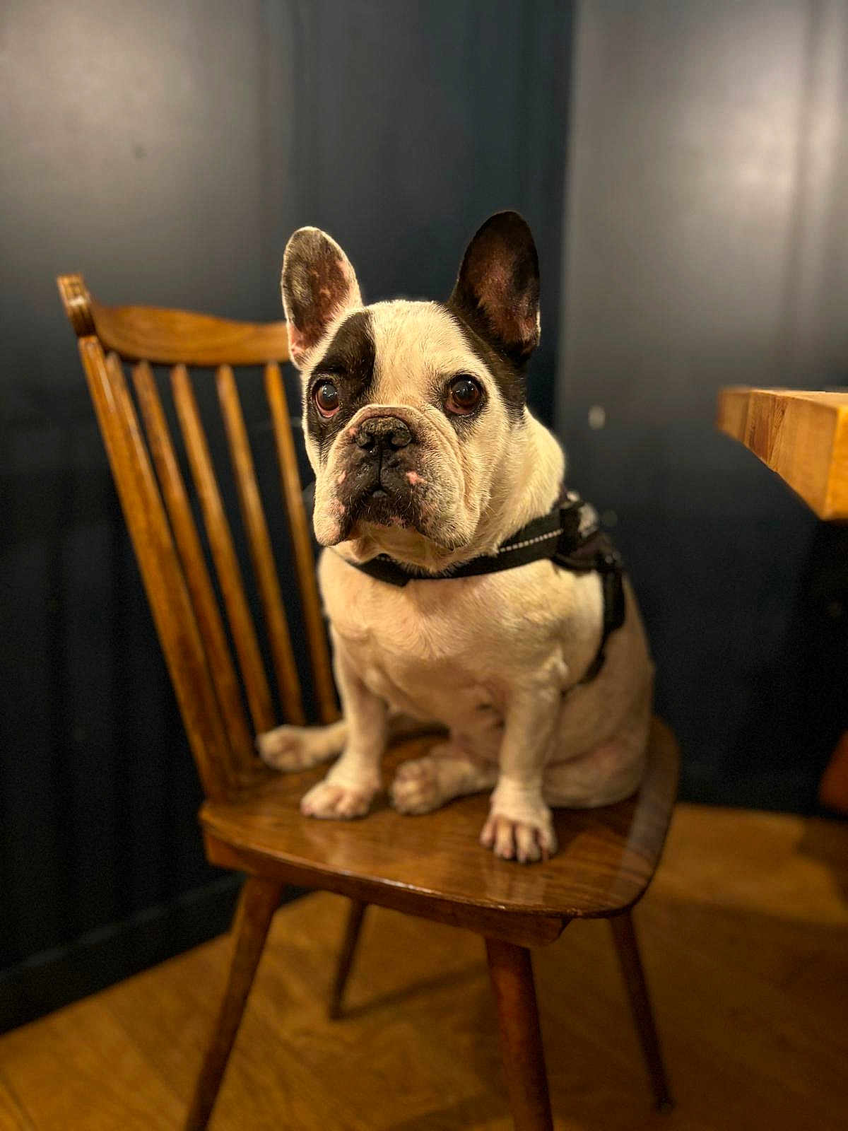 Isséo participe au concours pour gagner de l'argent avec cette photo : animal, black_and_white, brown, chair, cute, dog, domestic_animal, ears, expression, eyes, floor, french_bulldog, fur, furniture, indoor, leash, pet, portrait, sitting, wooden_chair